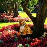 WOWEscape - WOW Garden Tiger Cub Escape