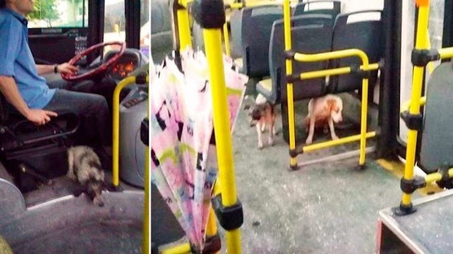 Motorista abriga cachorros de rua em ônibus durante temporal