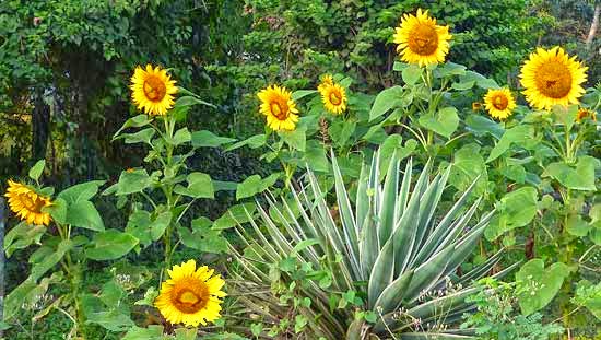 Sunflower plants and flowers