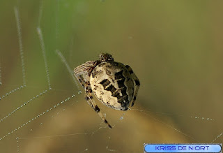 Epeire des roseaux - Larinioides cornutus