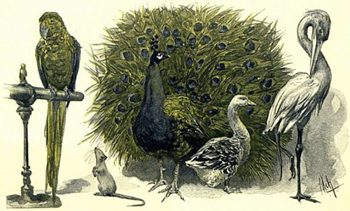 « La Famille Raton de Jules Verne » - Illustration de Félicien de Myrbach (1891)