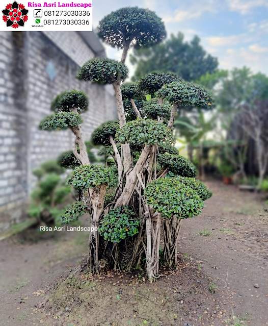 Kamboja Fosil, Panggang Iprik, Bonsai Beringin Dolar, Bonsai Serut Fosil, Randu Varigata, Pohon Pule Monster, BotleTree, Olive Tree Zaitun, Bonsai Dolar Mangkok, Pohon Tabebuya, Bonsai Anting Putri, Pohon Jasmin Dll