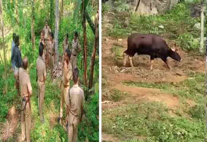 News, Kerala-News, Kerala, News-Malayalam, Wild Animal, Forest, Forest Department, Killed, Attack, Kollam: Wild buffalo back to forest.