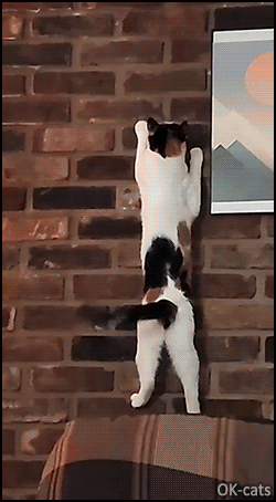 Amazing Cat GIF • Spider cat found a brick wall and does whatever a spider cat does! [ok-cats.com]