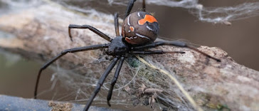 bitten by redback spider