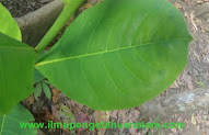 20+ Contoh Gambar Daun Ketapang