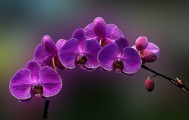 Mengenal Anggrek  Ungu Dendrobium phalaenopsis Gambar  