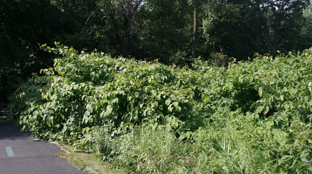 A large stand of Knotweed, Fallopia species, at the edge of a property. The plants extend into an adjacent paved trail.