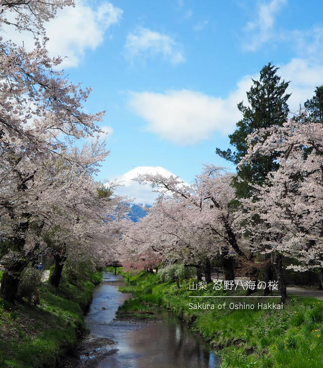 忍野八海の桜 