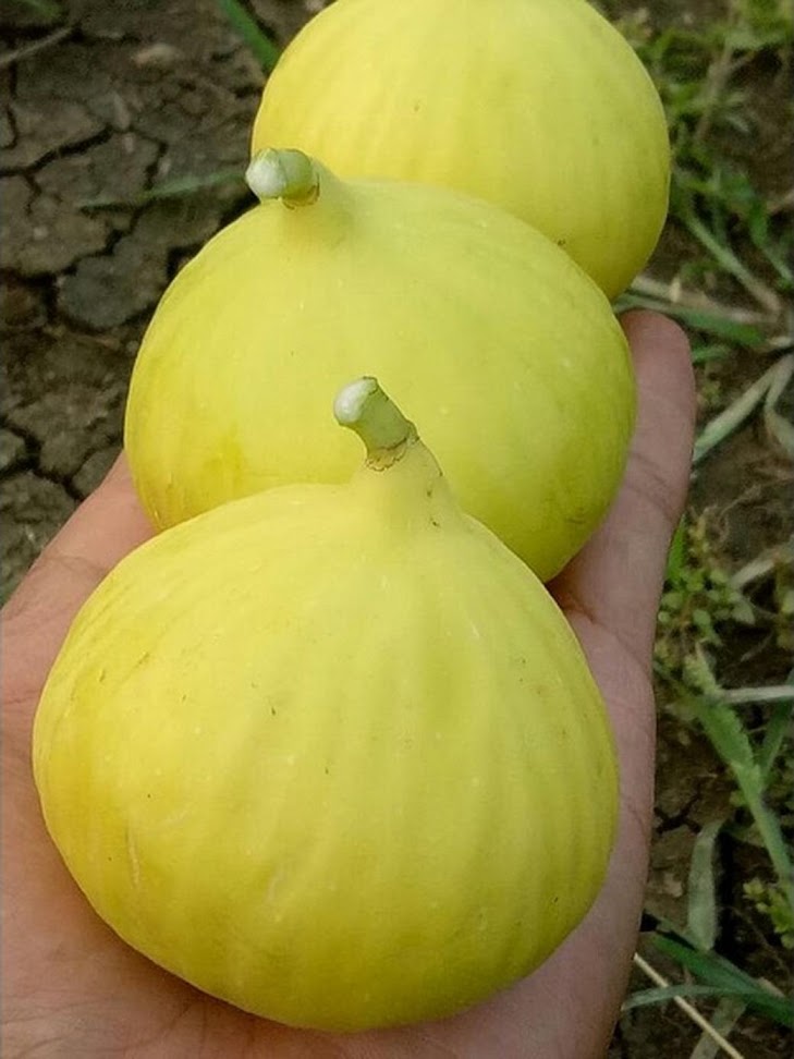 Buah Tin Kuning Jumbo Jenis Jin Ao Fen Tasikmalaya