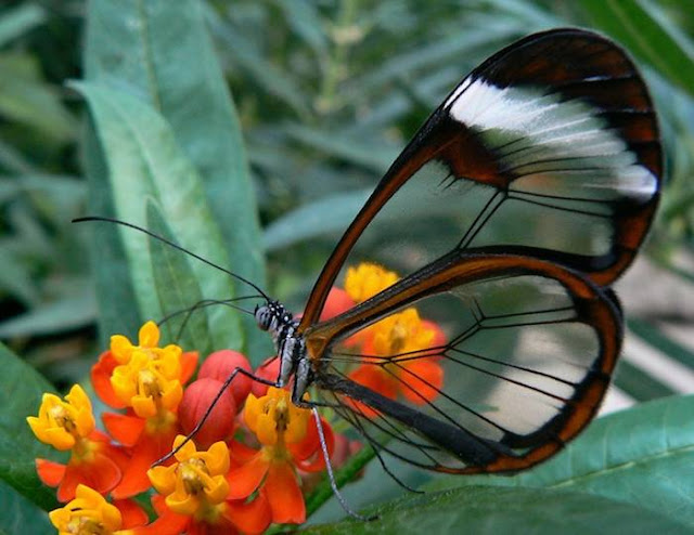 The glasswinged butterfly's name in Spanish is Espejitos which translates as little mirrors. In certain lights, the translucent wing parts have a glossy, almost reflective quality to them that makes their Spanish name effectively accurate. Whether they're seen as glass or mirrors, though, there's something absolutely fascinating about the way these butterflies' wings offer a surreal look at the environment around the insect. It's like they're tiny ornaments designed to draw the eye to the scenic appeal of nature.