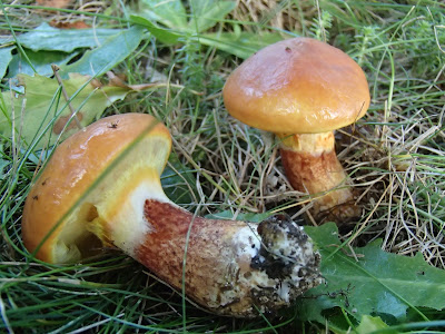 Maślak żółty, Suillus grevillesi