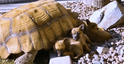 A Lonely Giant Turtle gets Befriended by Abandoned Puppies