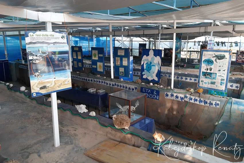 Centrum ratowania żółwi morskich na Lampedusie
