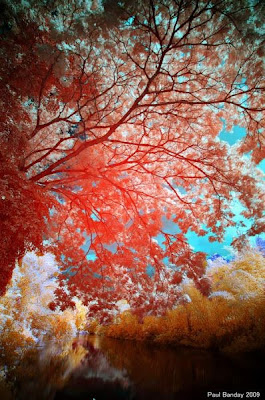 Amazing Infrared Picture Seen On www.coolpicturegallery.net