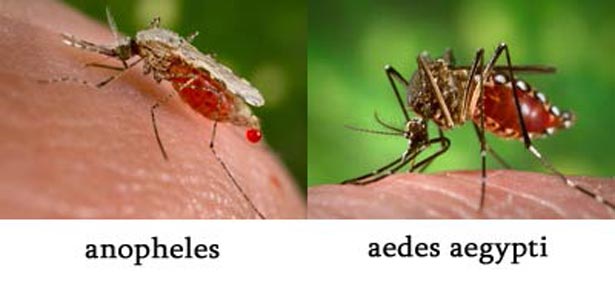Perbedaan Malaria  dan Demam  Berdarah Persamaan Perbedaan