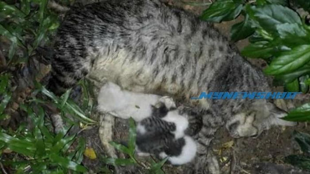 Sedih, Anak Kucing Yang Lapar Ini Masih Terus Menyusu Induknya Yang Sudah Meninggal