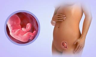 hình ảnh thai nhi 12 tuần tuổi