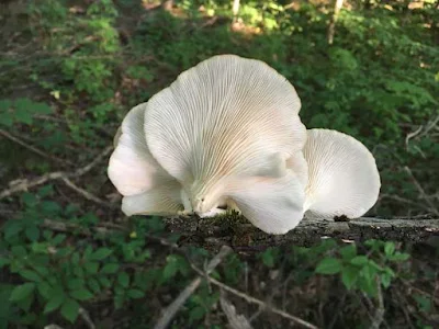 Scope of Mushroom Business in Rajasthan