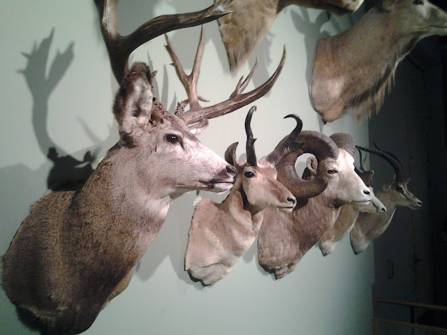 royal alberta museum elk