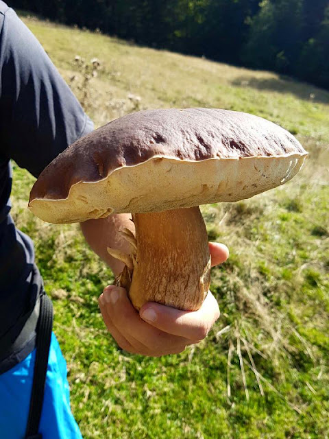 s cèpes des Hautes Pyrénées en Midi Pyrénées 2016