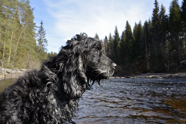 cocker spaniel