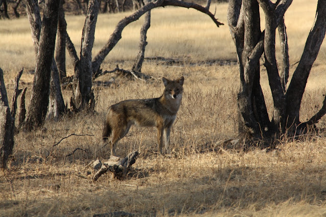 Wildlife Photography