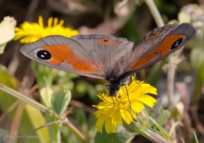 Tiny Butterfly with a Zoom Lens - Woodbridge Island 01