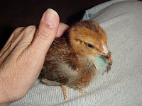 Russian Orloff Chick - 4 weeks - some crazy new feathers