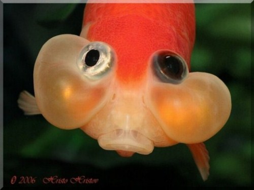 beautiful Bubble Eye Goldfish