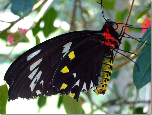 butterfly 5