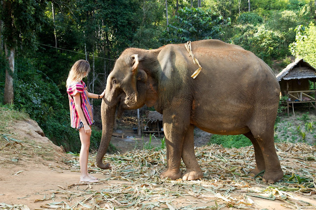 4. Ngắm voi ở Chiang Mai 