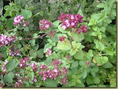 DSCF0028