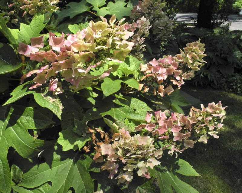Then there39;s the grand drama of the Oakleaf hydrangea, with their very 