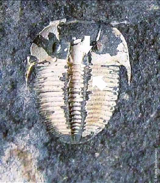 Fósil de Aulacopleura koninckii