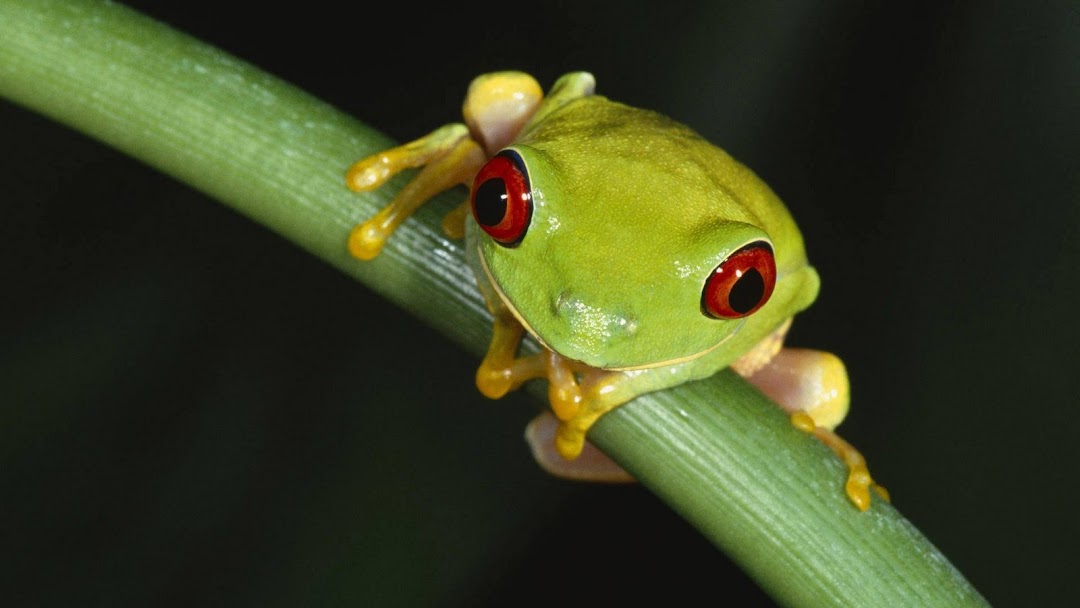 Frog HD Wallpaper 7