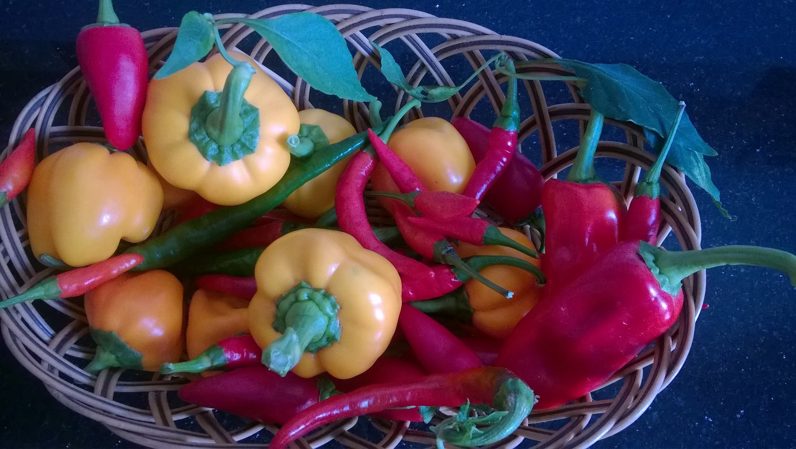 my harvested organic peppers