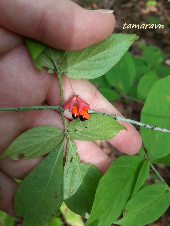 Бересклет малоцветковый (Euonymus pauciflorus)