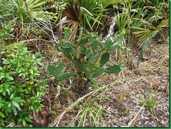 Pat's Island Trail 028