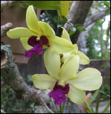 04-21-dougs-orchis2