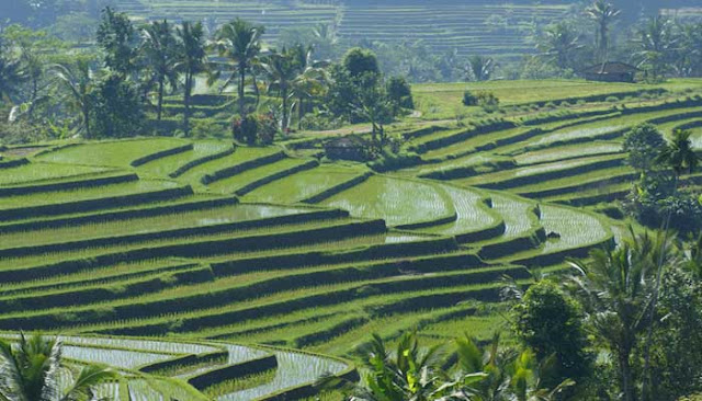 Saksikan Festival Subak Karangasem 2017 Di Bali 