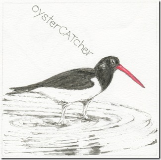 8  oystercatcher
