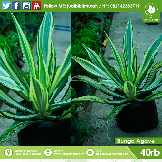 Jual Bibit Tanaman Hias Agave Kuning Jual Bibit Murah