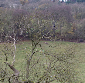 Five Rose-ringed Parakeets, Psittacula krameri, in a tree on the straight path down into the valley from Ashmore Farm. Leaves Green, 3 December 2011.