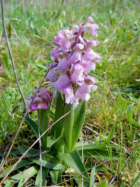 Green-winged Orchid Anacamptis morio, Indre et Loire, France. Photo by Loire Valley Time Travel.