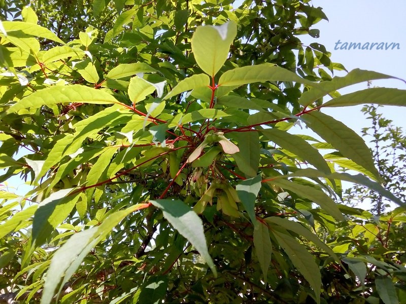 Клён маньчжурский (Acer mandshuricum)