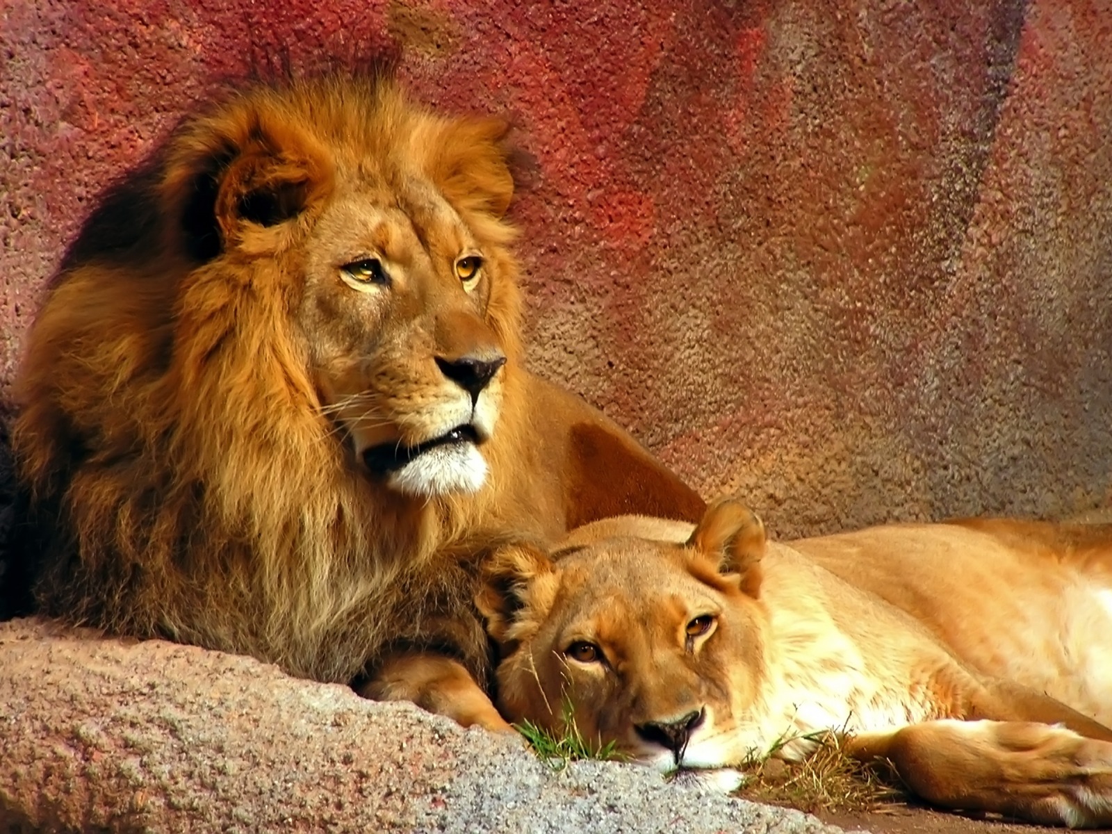  Lion  Wallpapers  3D  Wallpaper  Nature Wallpaper  Free 