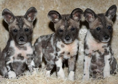 African Painted dog Puppies