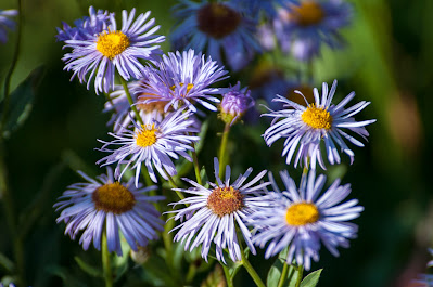 Showy Fleabane