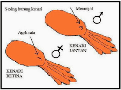 gambar perbedaan kelamin kenari jantan dan betina images | ternak kenari, ternak kambing, ternak bebek, ternak lele, budidaya ikan lele, ikan hias, gambar ikan | Ternak Pintar